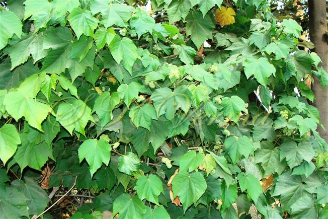  Leafy branches
